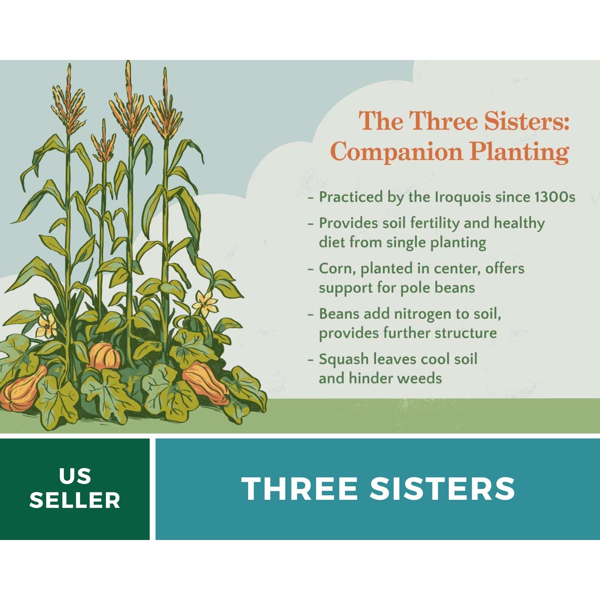 Three Sisters Seed Collection - Native American Farming - Corn, Bean, Squash seed packet from Seed Therapy – American - grown, heirloom seeds