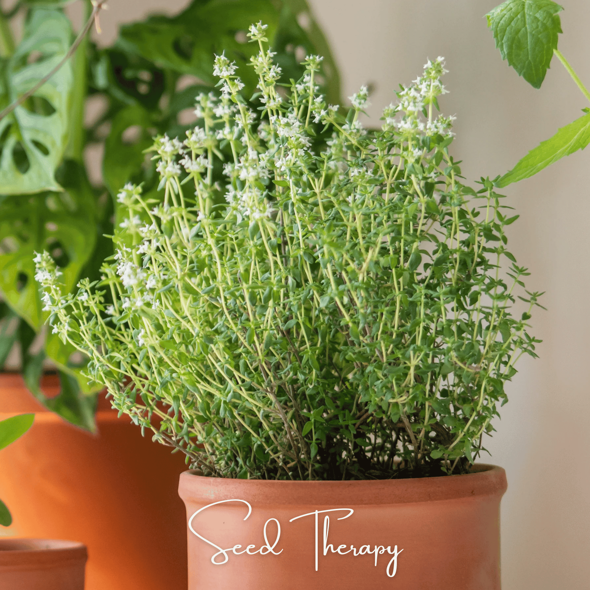 Thyme, German, Winter (Thymus vulgaris) - 200 Seeds seed packet from Seed Therapy – American - grown, heirloom seeds