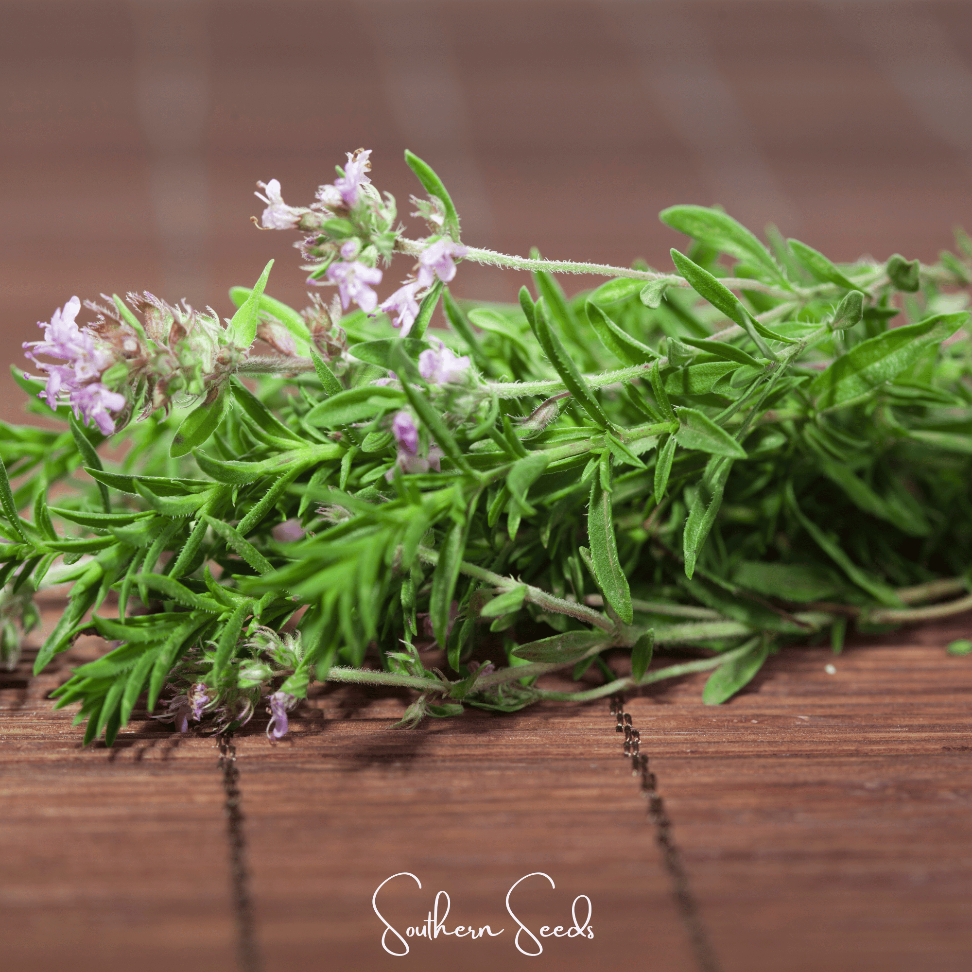 Thyme, German, Winter (Thymus vulgaris) - 200 Seeds seed packet from Seed Therapy – American - grown, heirloom seeds
