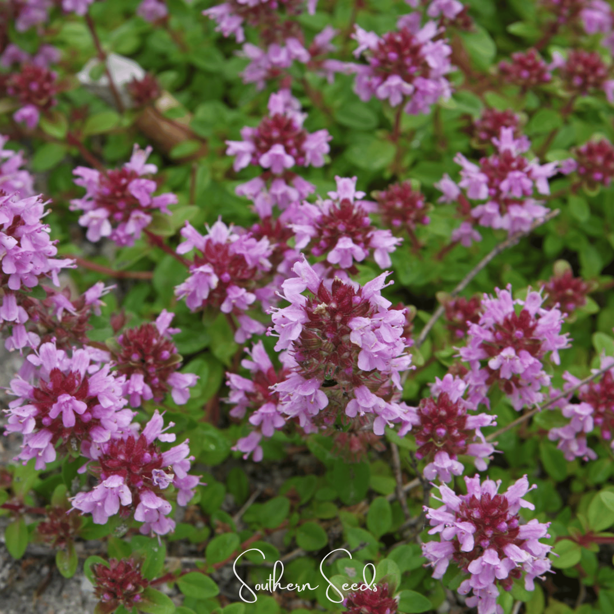Thyme, Lemon (Thymus pulegioides) - 250 Seeds seed packet from Seed Therapy – American - grown, heirloom seeds