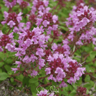 Thyme, Lemon (Thymus pulegioides) - 250 Seeds seed packet from Seed Therapy – American - grown, heirloom seeds