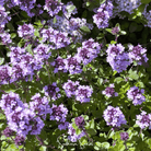 Thyme, Lemon (Thymus pulegioides) - 250 Seeds seed packet from Seed Therapy – American - grown, heirloom seeds