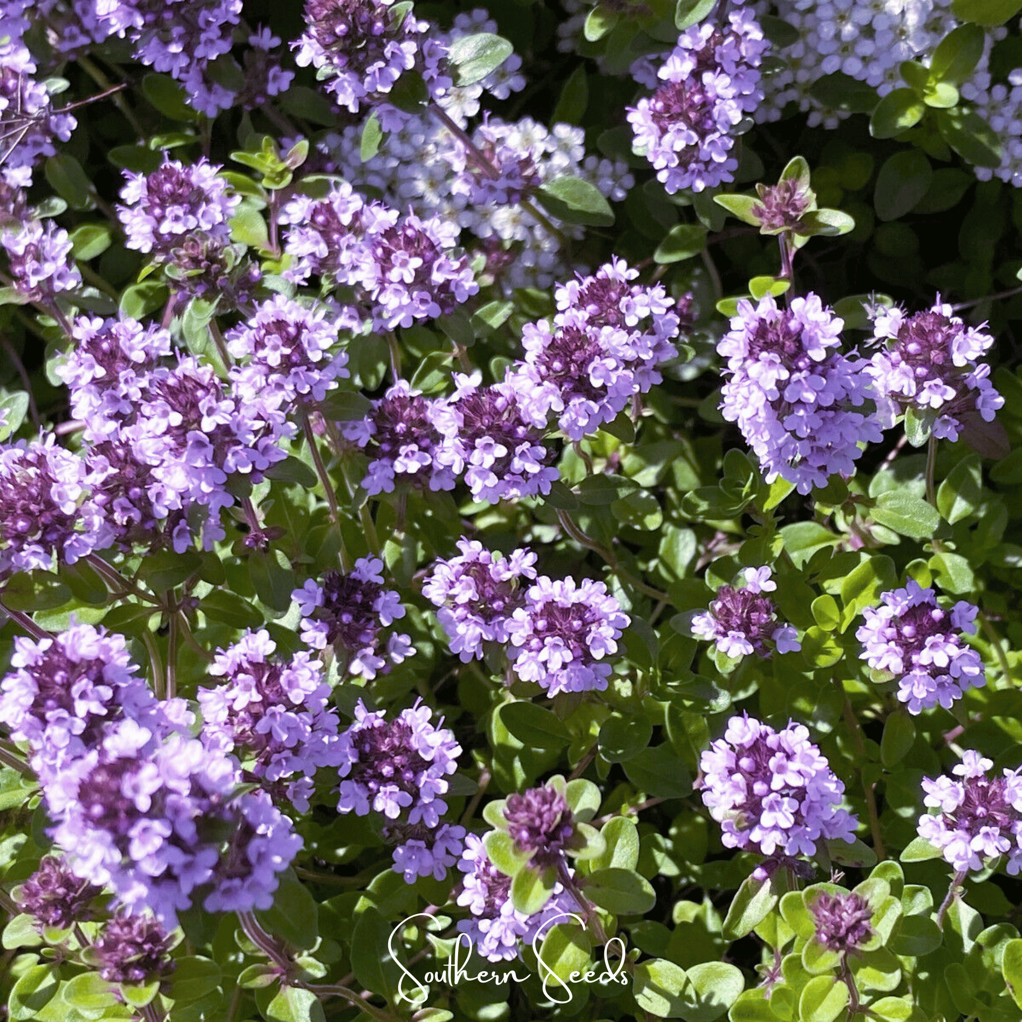 Thyme, Lemon (Thymus pulegioides) - 250 Seeds seed packet from Seed Therapy – American - grown, heirloom seeds