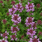 Thyme, Lemon (Thymus pulegioides) - 250 Seeds seed packet from Seed Therapy – American - grown, heirloom seeds