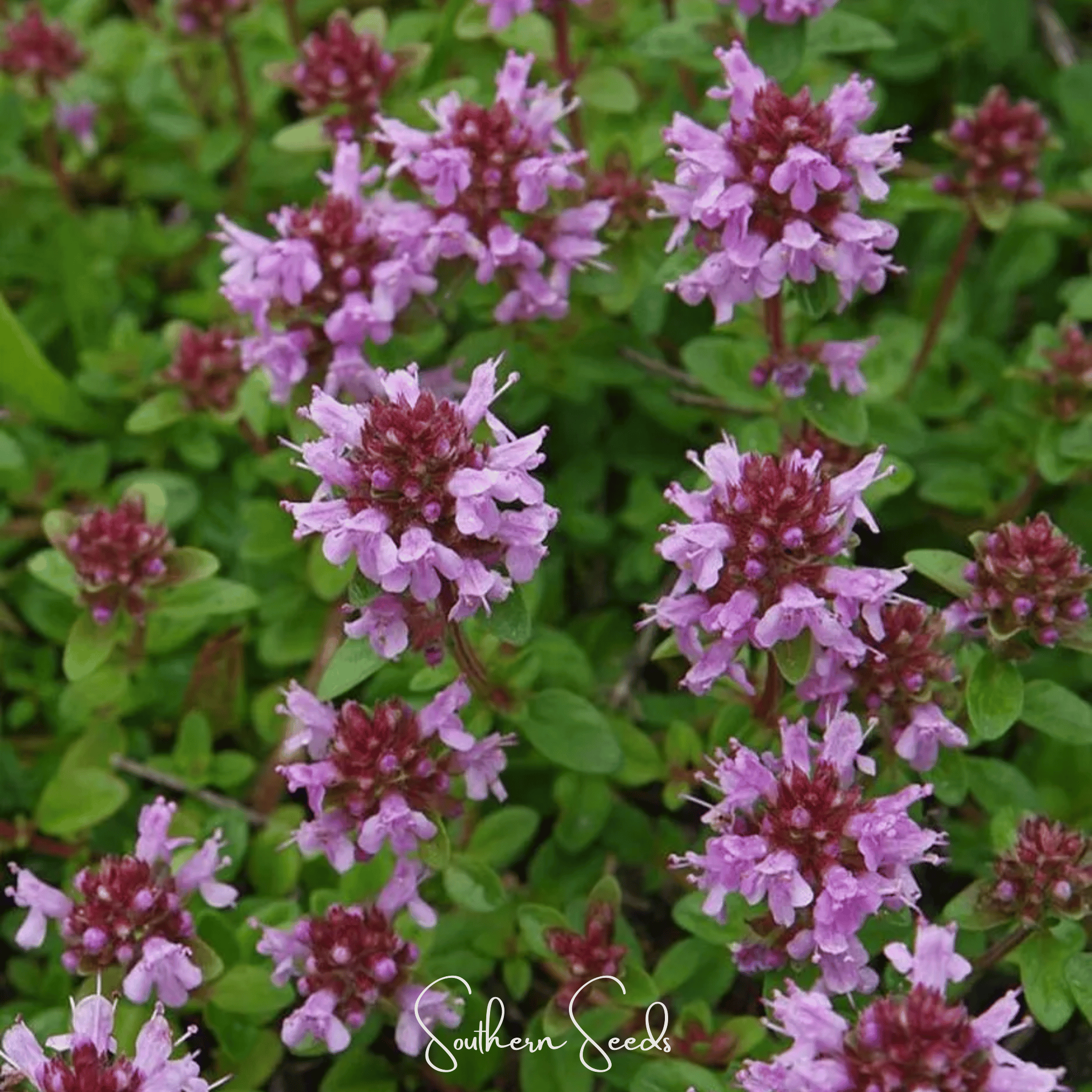 Thyme, Lemon (Thymus pulegioides) - 250 Seeds seed packet from Seed Therapy – American - grown, heirloom seeds