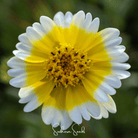 Tidy Tips (Layia platyglossa) - 100 Seeds seed packet from Seed Therapy – American - grown, heirloom seeds