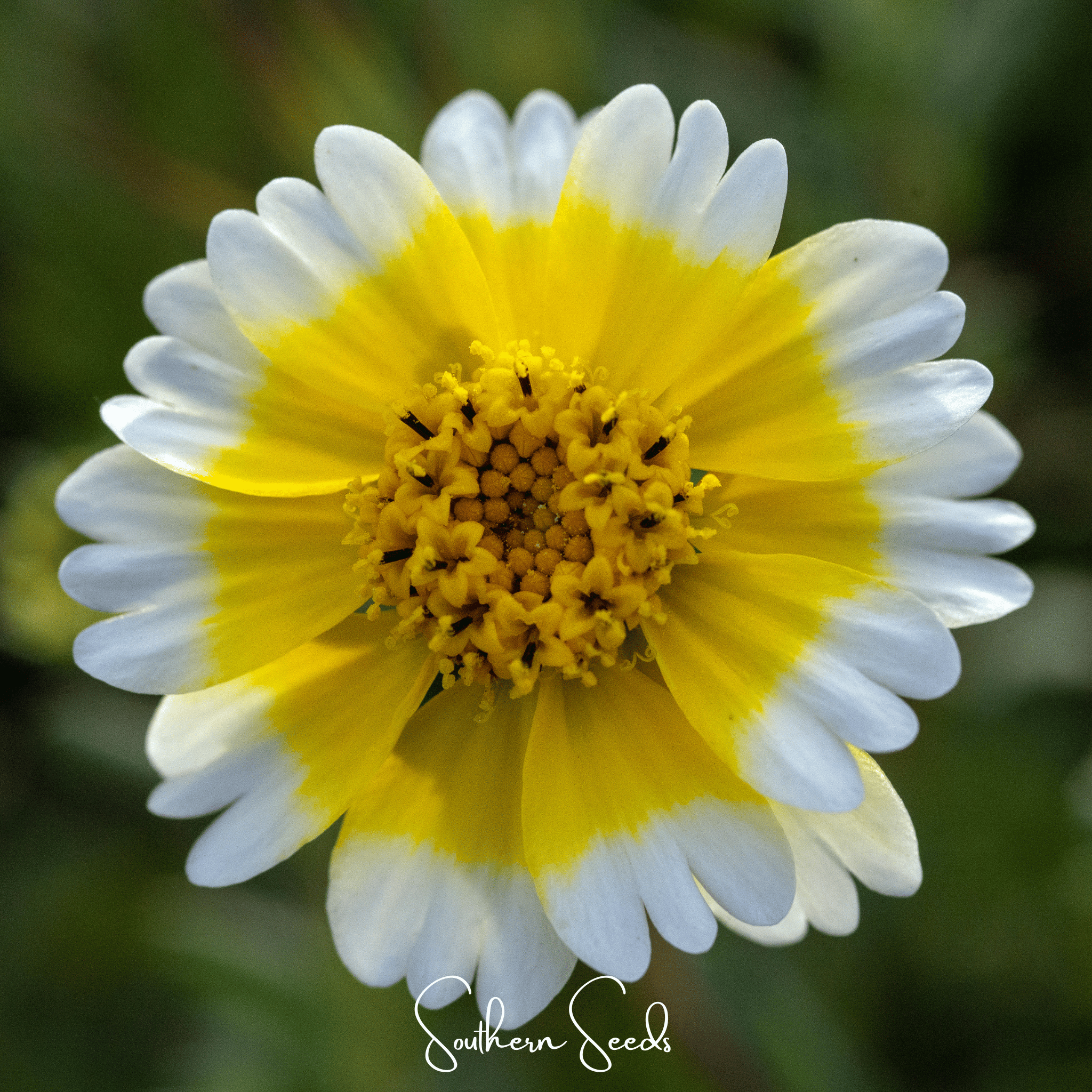 Tidy Tips (Layia platyglossa) - 100 Seeds seed packet from Seed Therapy – American - grown, heirloom seeds