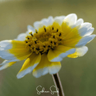 Tidy Tips (Layia platyglossa) - 100 Seeds seed packet from Seed Therapy – American - grown, heirloom seeds
