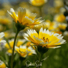 Tidy Tips (Layia platyglossa) - 100 Seeds seed packet from Seed Therapy – American - grown, heirloom seeds