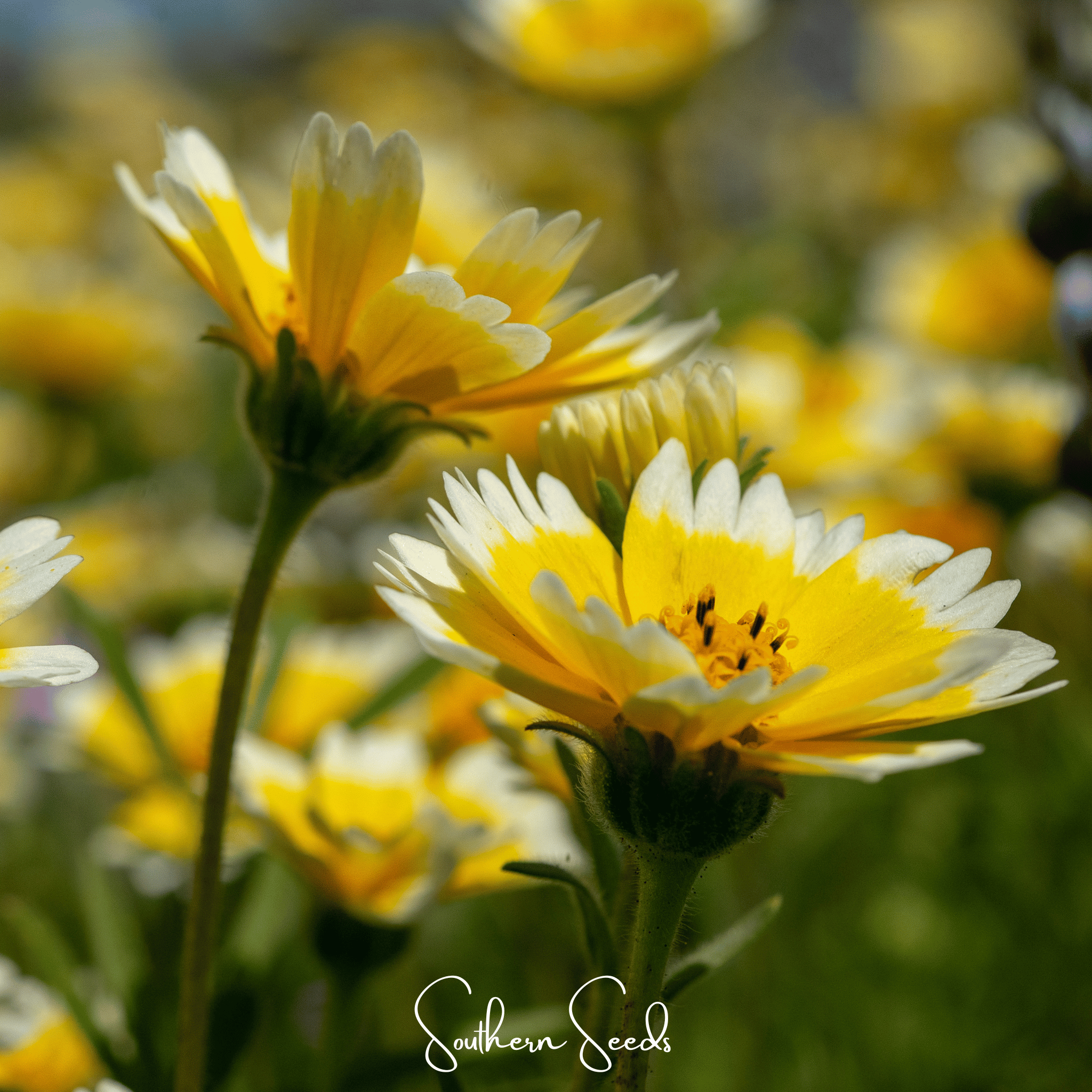 Tidy Tips (Layia platyglossa) - 100 Seeds seed packet from Seed Therapy – American - grown, heirloom seeds