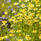 Tidy Tips (Layia platyglossa) - 100 Seeds seed packet from Seed Therapy – American - grown, heirloom seeds