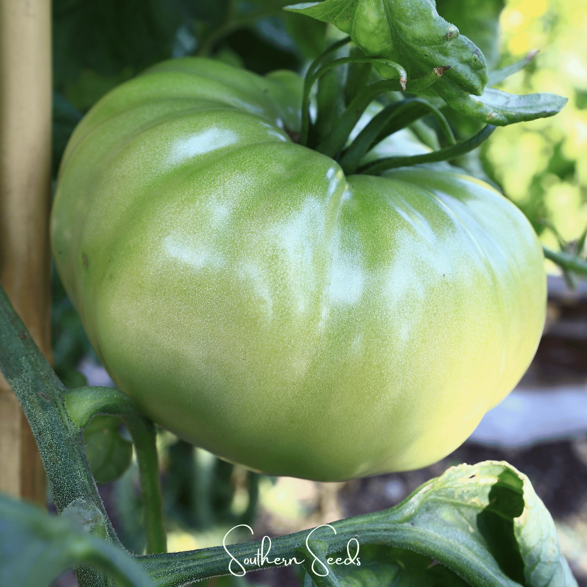 Tomato, Evergreen - Tasty (Solanum lycopersicum) - 50 Seeds seed packet from Seed Therapy – American - grown, heirloom seeds