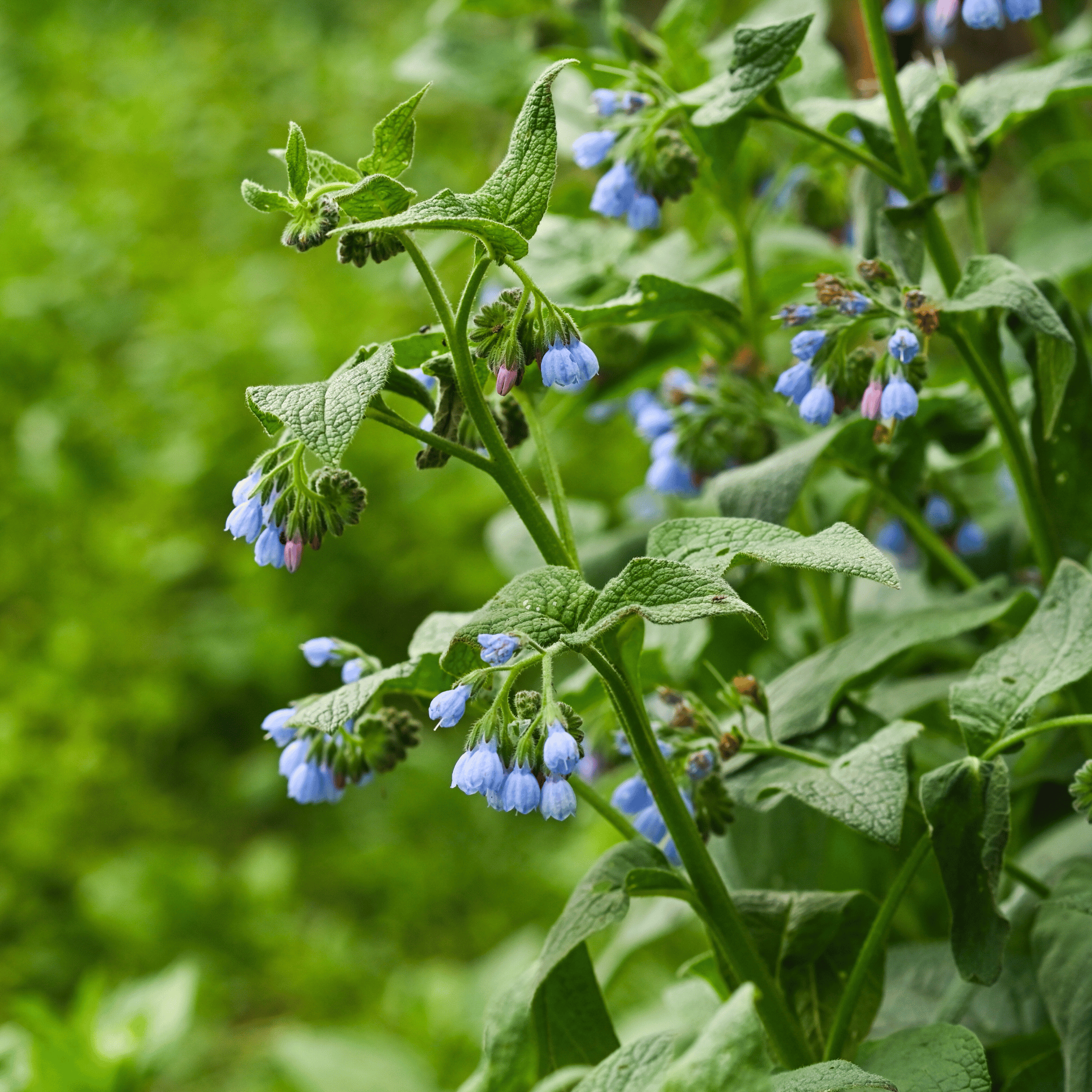 True Comfrey – 20 Seeds seed packet from Seed Therapy – American - grown, heirloom seeds