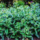 True Comfrey – 20 Seeds seed packet from Seed Therapy – American - grown, heirloom seeds