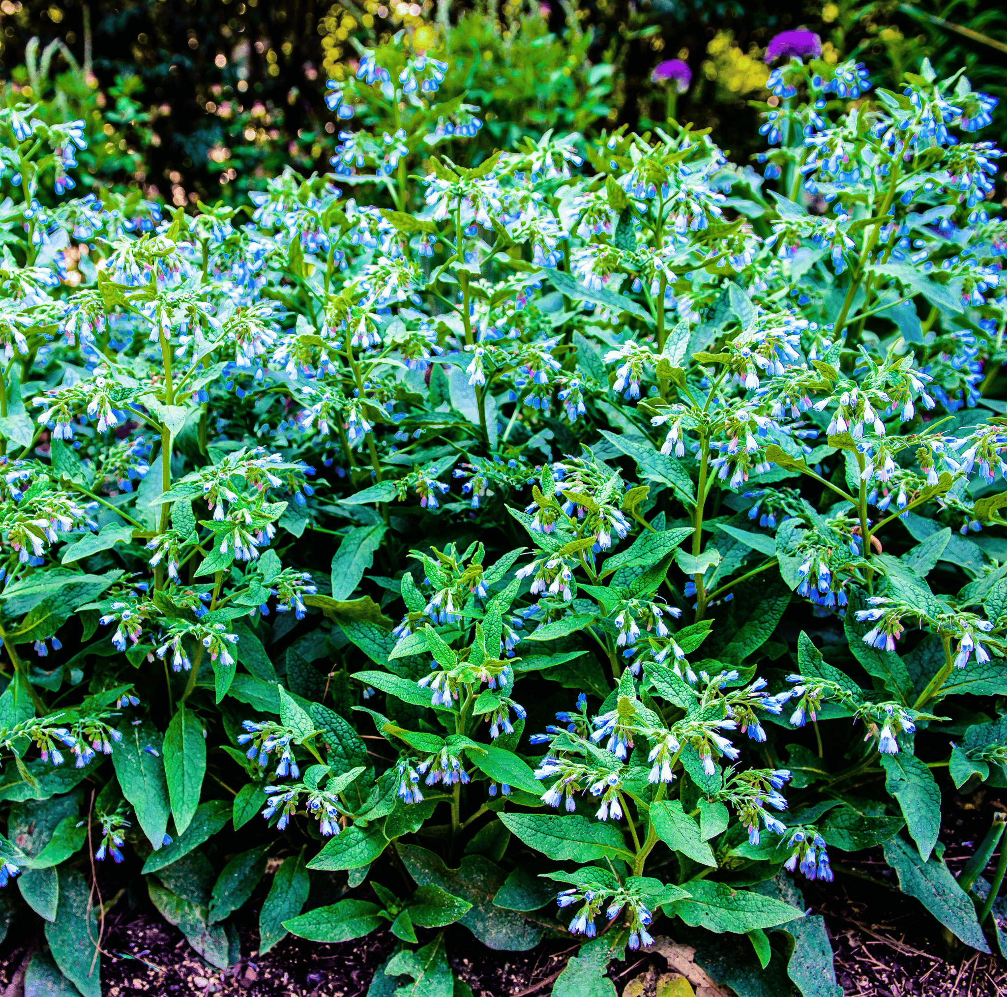True Comfrey – 20 Seeds seed packet from Seed Therapy – American - grown, heirloom seeds