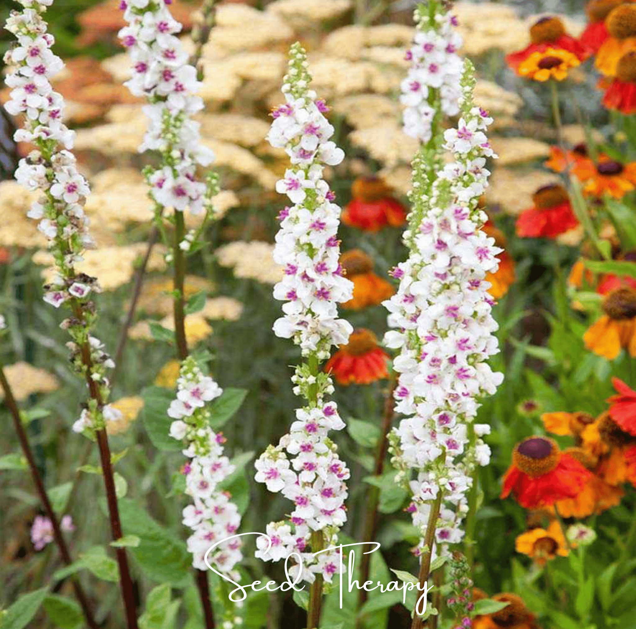 Verbascum, Wedding Candles (Verbascum chaixii) - 50 Seeds seed packet from Seed Therapy – American - grown, heirloom seeds