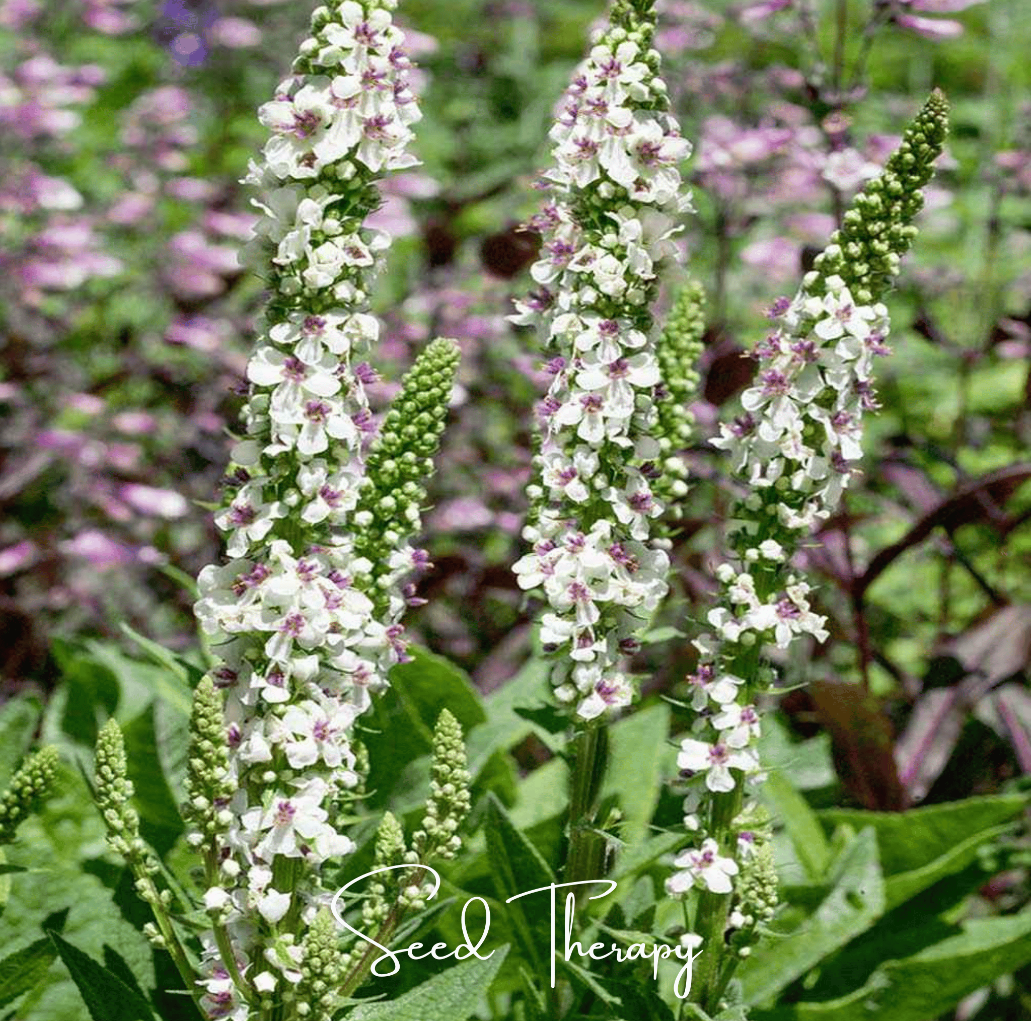 Verbascum, Wedding Candles (Verbascum chaixii) - 50 Seeds seed packet from Seed Therapy – American - grown, heirloom seeds