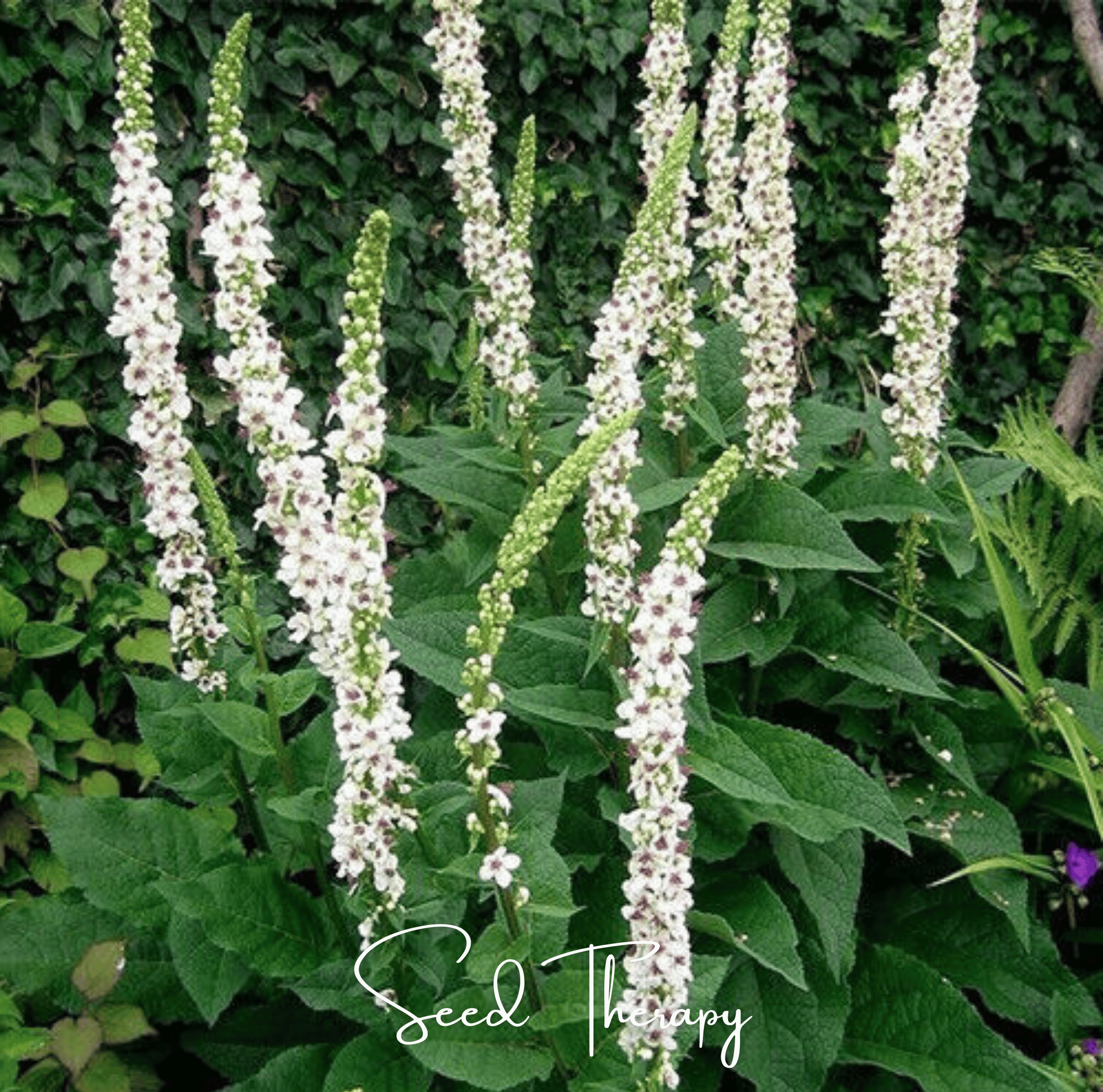 Verbascum, Wedding Candles (Verbascum chaixii) - 50 Seeds seed packet from Seed Therapy – American - grown, heirloom seeds