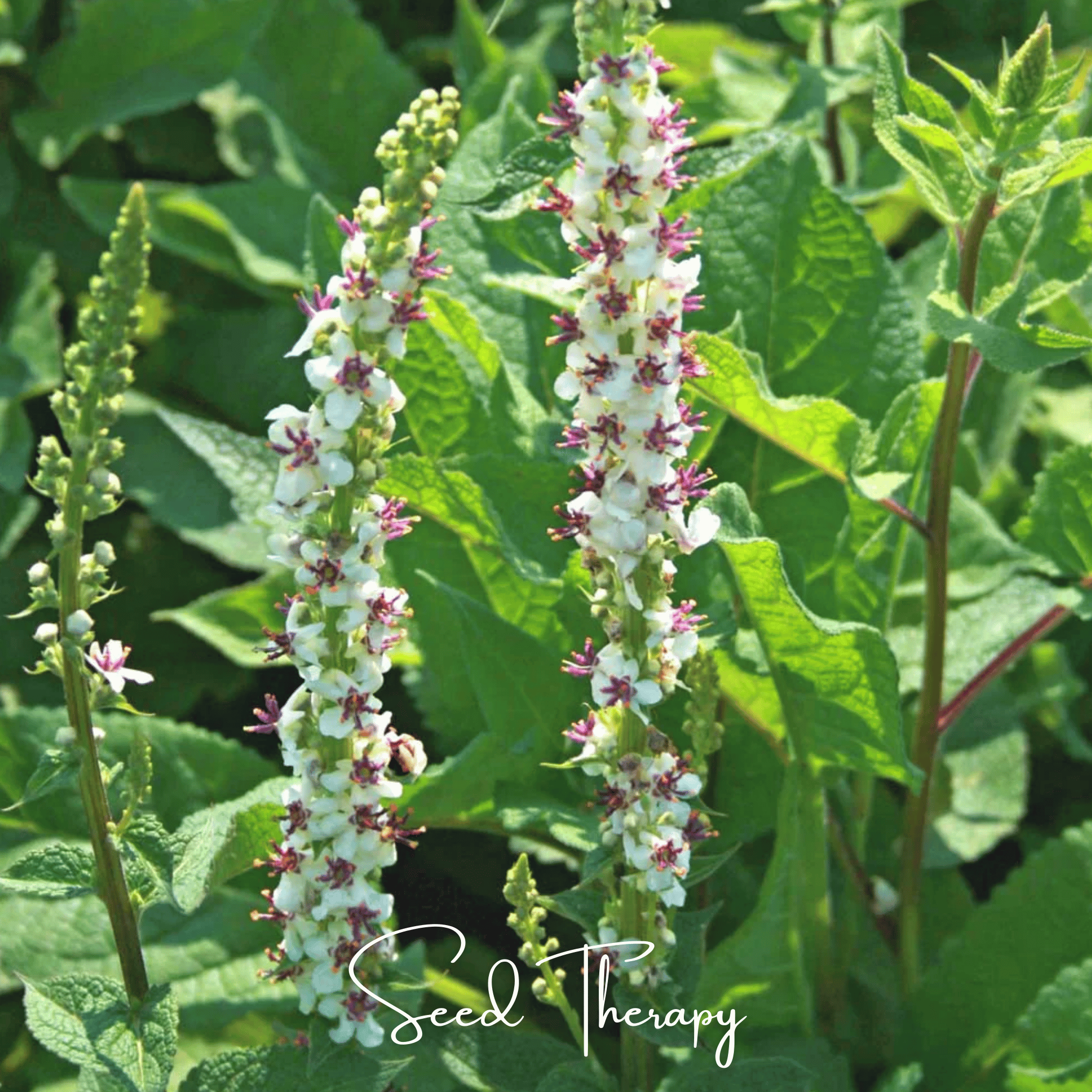 Verbascum, Wedding Candles (Verbascum chaixii) - 50 Seeds seed packet from Seed Therapy – American - grown, heirloom seeds