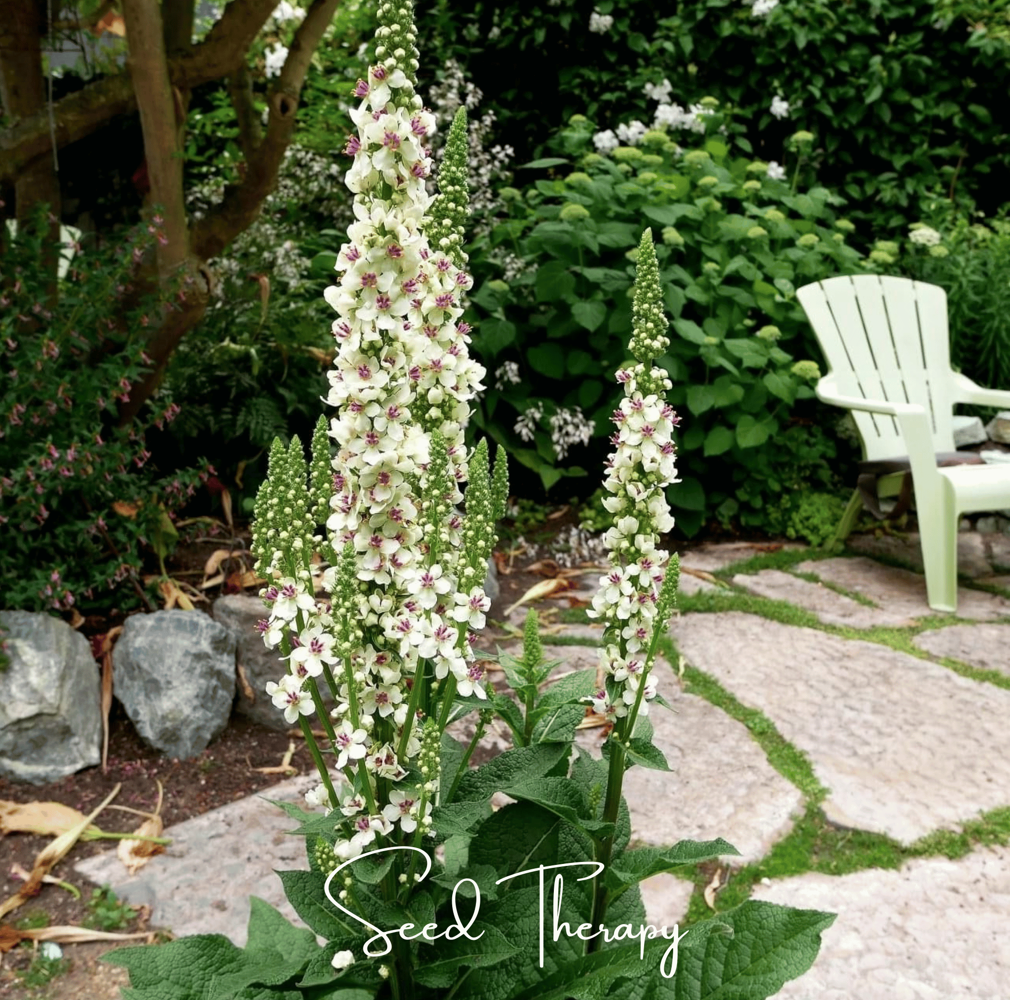 Verbascum, Wedding Candles (Verbascum chaixii) - 50 Seeds seed packet from Seed Therapy – American - grown, heirloom seeds