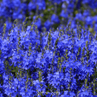 Veronica Speedwell, Royal Blue (Veronica teucrium) - 50 Seeds seed packet from Seed Therapy – American - grown, heirloom seeds