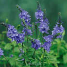 Veronica Speedwell, Royal Blue (Veronica teucrium) - 50 Seeds seed packet from Seed Therapy – American - grown, heirloom seeds