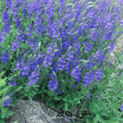 Veronica Speedwell, Royal Blue (Veronica teucrium) - 50 Seeds seed packet from Seed Therapy – American - grown, heirloom seeds