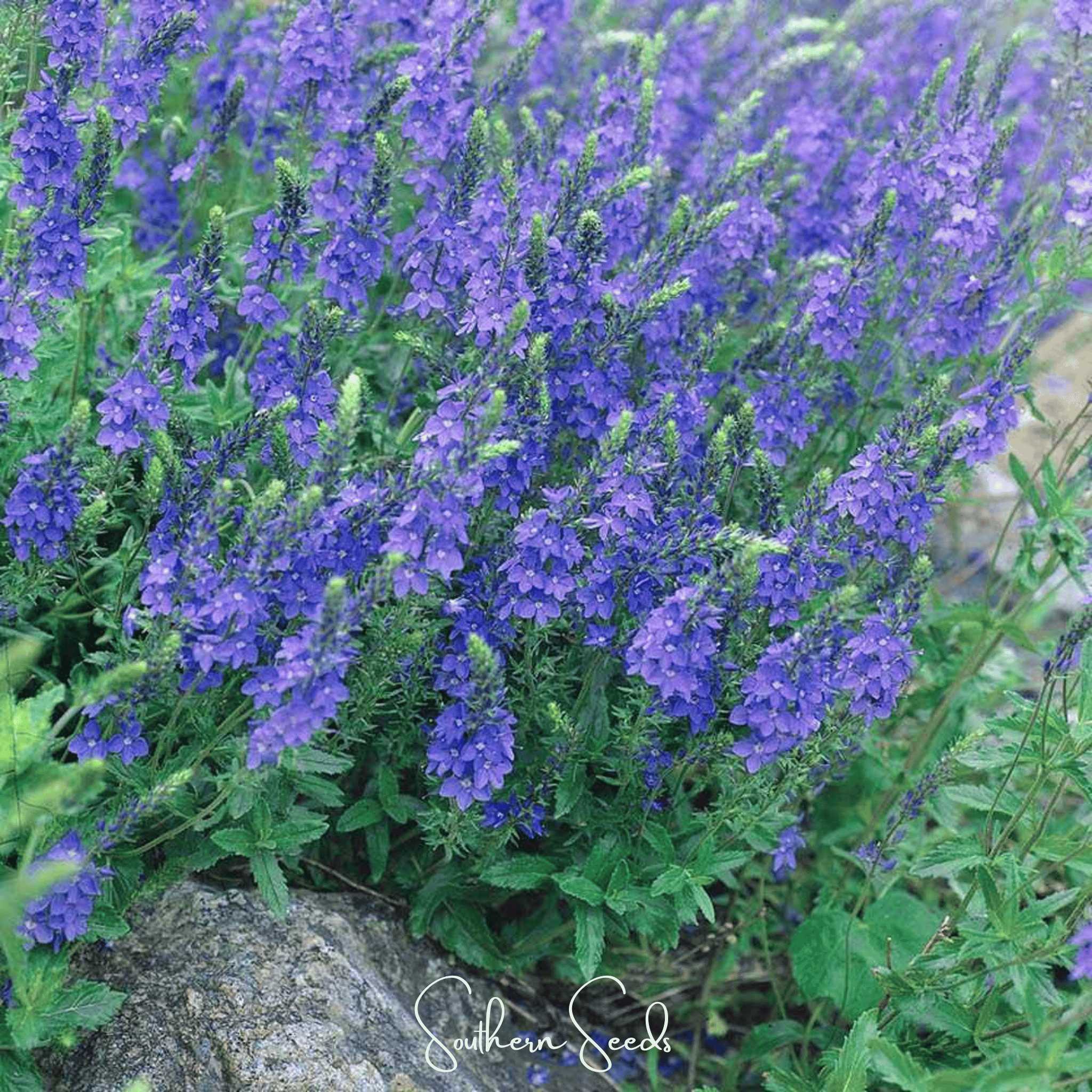Veronica Speedwell, Royal Blue (Veronica teucrium) - 50 Seeds seed packet from Seed Therapy – American - grown, heirloom seeds
