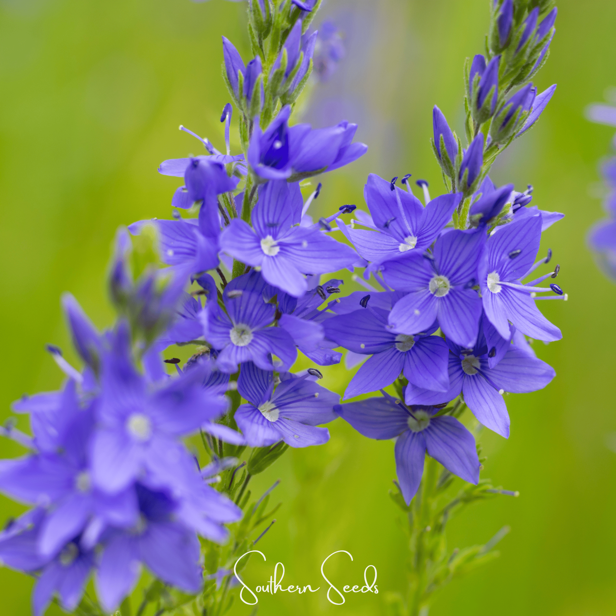 Veronica Speedwell, Royal Blue (Veronica teucrium) - 50 Seeds seed packet from Seed Therapy – American - grown, heirloom seeds