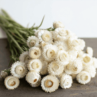 Vintage White Strawflower - 50 Seeds seed packet from Seed Therapy – American - grown, heirloom seeds