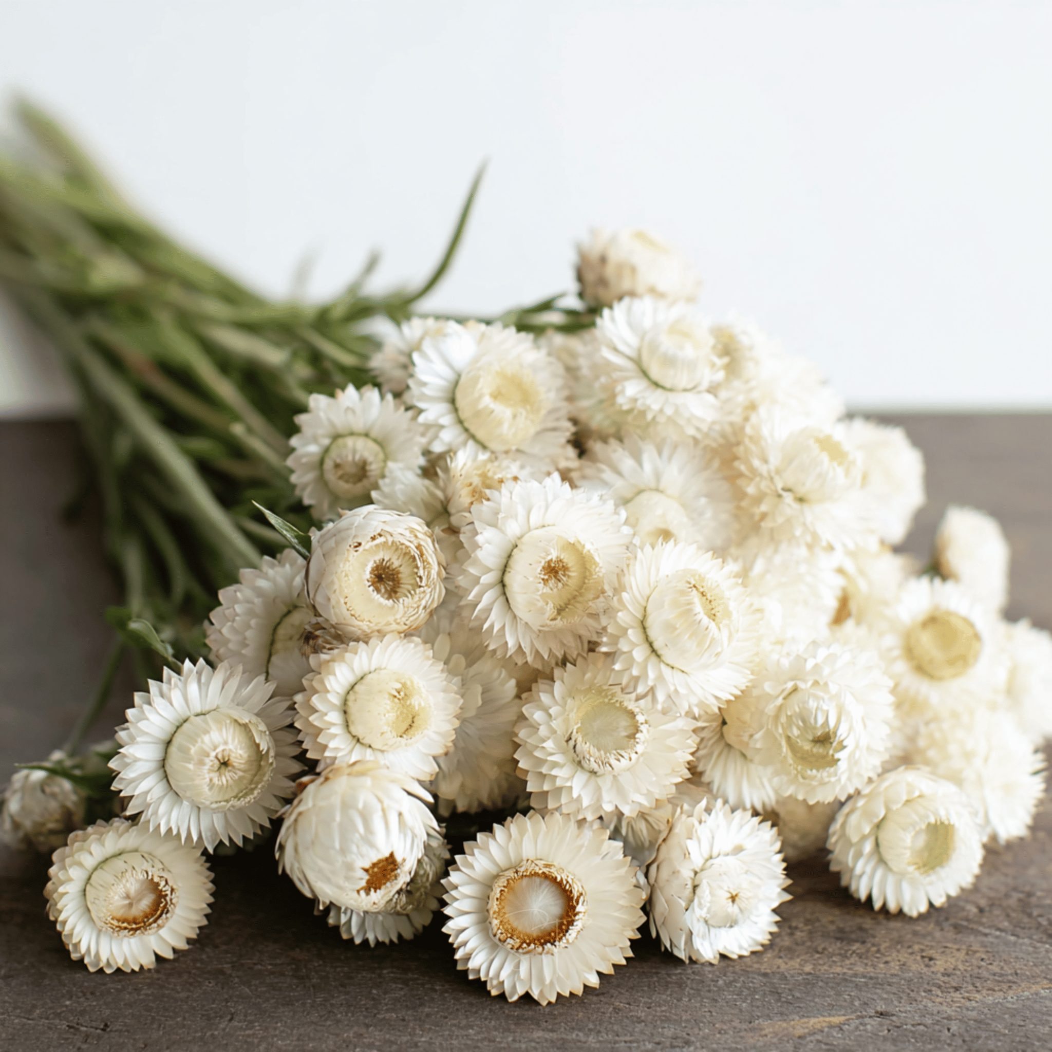 Vintage White Strawflower - 50 Seeds seed packet from Seed Therapy – American - grown, heirloom seeds