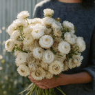 Vintage White Strawflower - 50 Seeds seed packet from Seed Therapy – American - grown, heirloom seeds