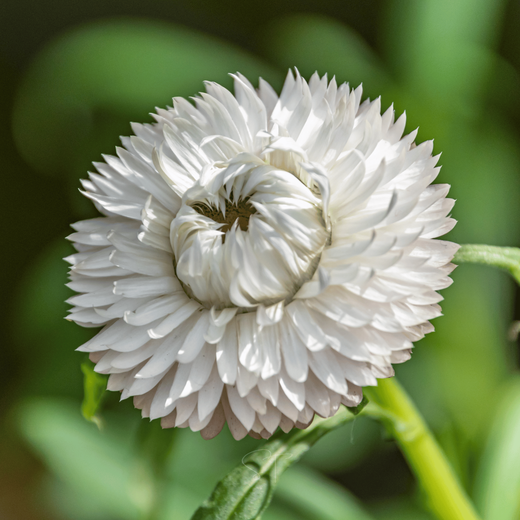 Vintage White Strawflower - 50 Seeds seed packet from Seed Therapy – American - grown, heirloom seeds