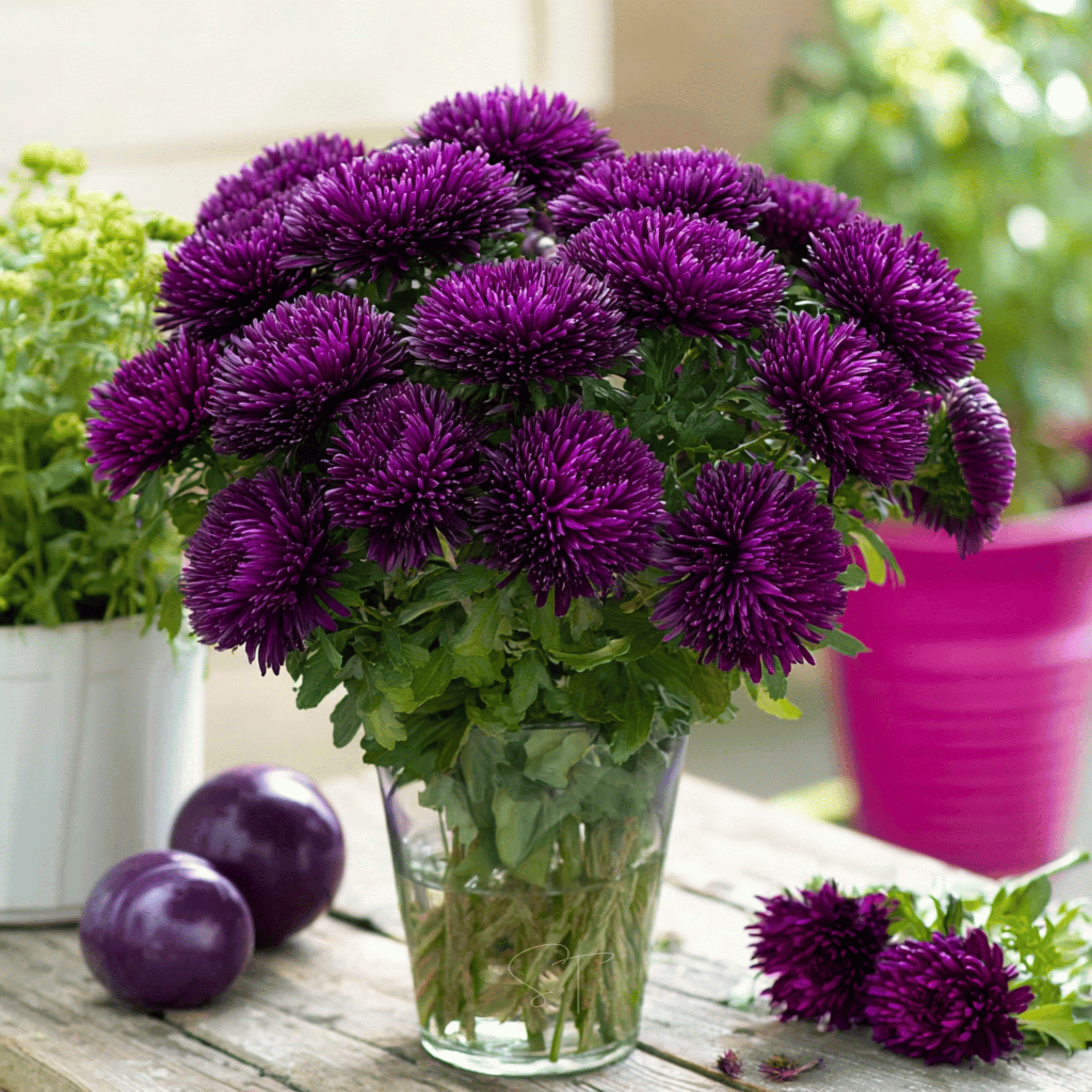 Violet Gremlin Aster – 50 Seeds seed packet from Seed Therapy – American - grown, heirloom seeds