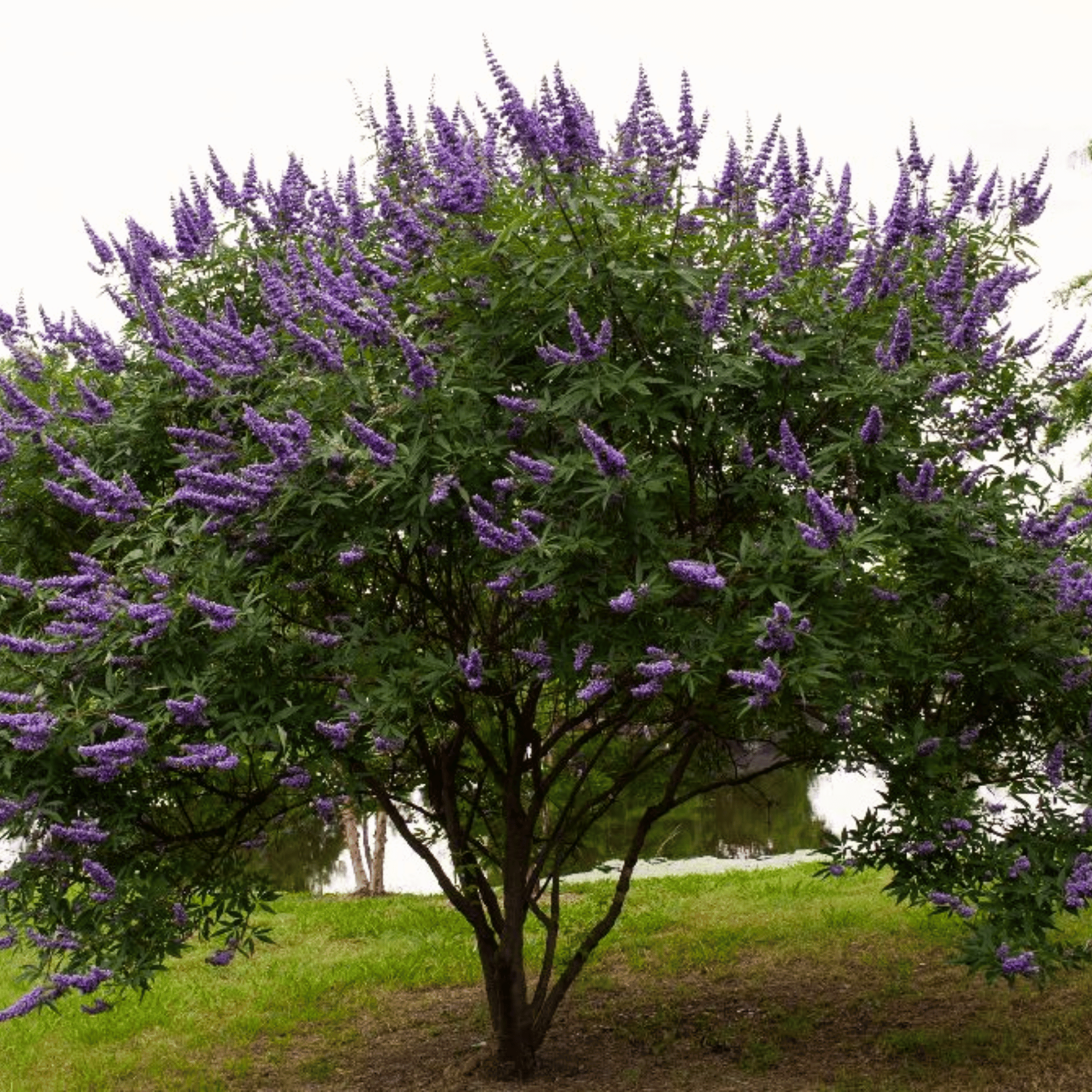 Vitex, Chaste Tree - Texas Lilac (Vitex agnus - castus) - 20 Seeds seed packet from Seed Therapy – American - grown, heirloom seeds