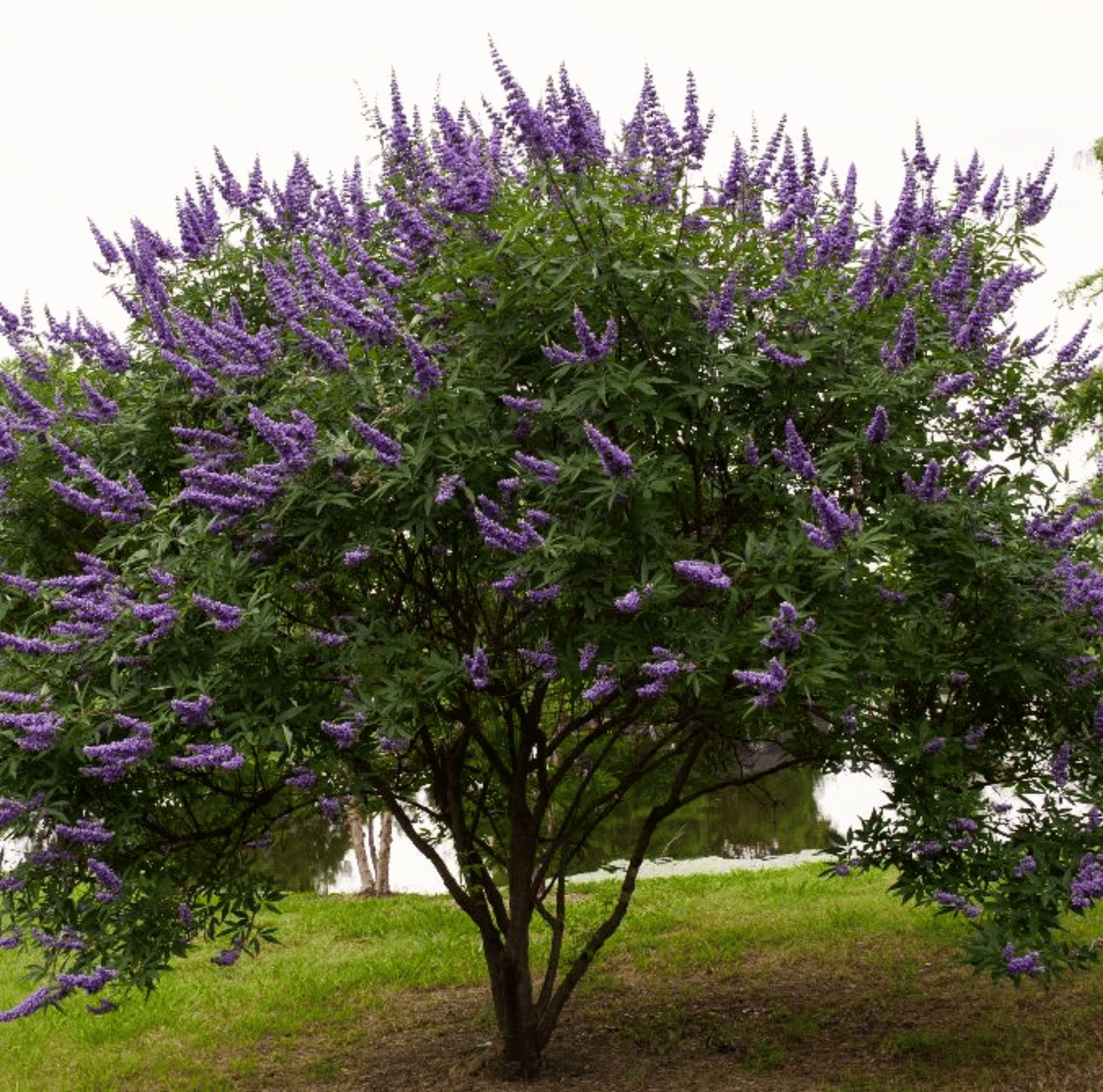 Vitex, Chaste Tree - Texas Lilac (Vitex agnus - castus) - 20 Seeds seed packet from Seed Therapy – American - grown, heirloom seeds
