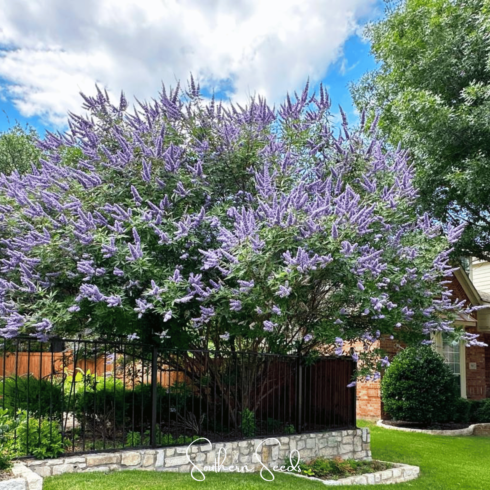 Vitex, Chaste Tree - Texas Lilac (Vitex agnus - castus) - 20 Seeds seed packet from Seed Therapy – American - grown, heirloom seeds