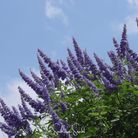 Vitex, Chaste Tree - Texas Lilac (Vitex agnus - castus) - 20 Seeds seed packet from Seed Therapy – American - grown, heirloom seeds