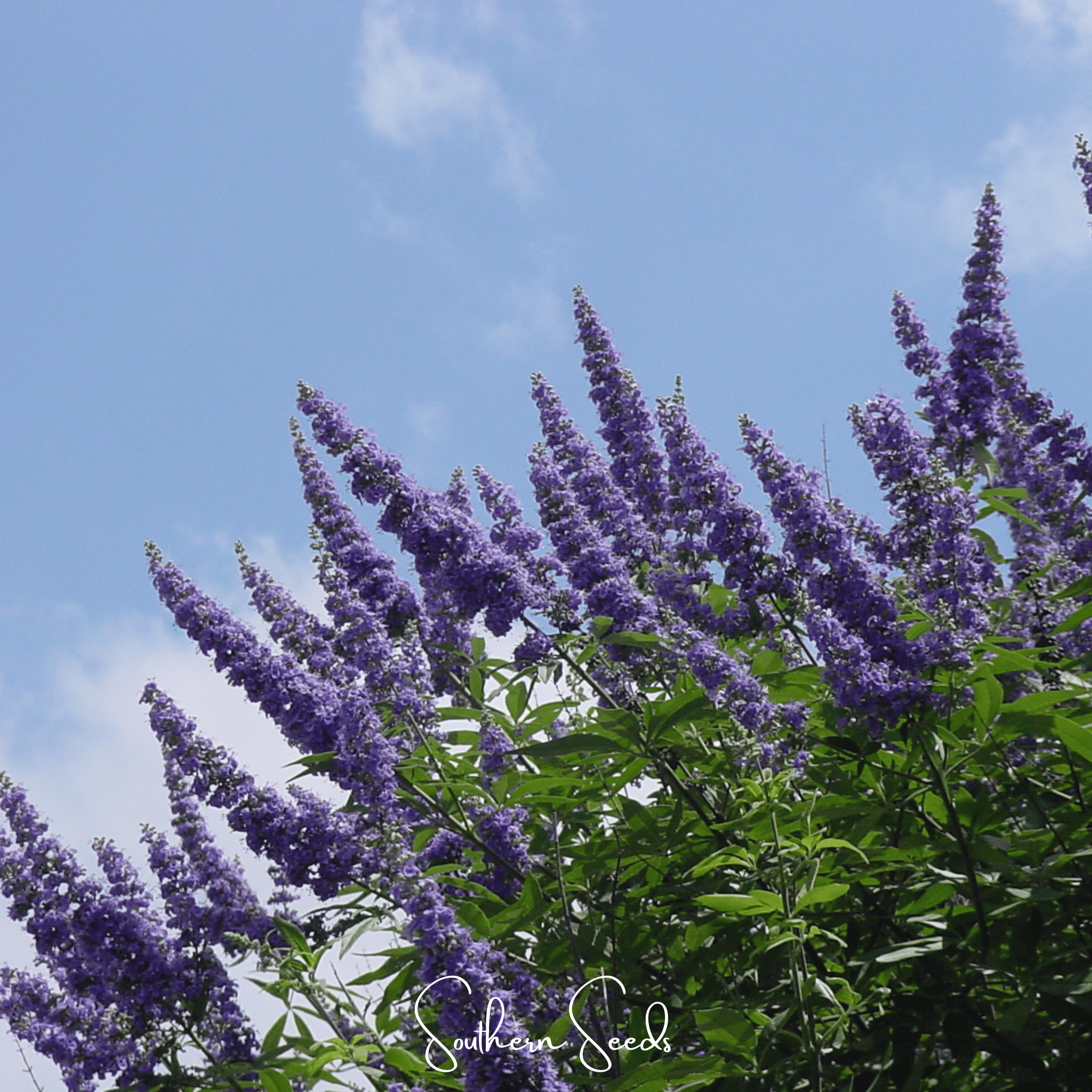 Vitex, Chaste Tree - Texas Lilac (Vitex agnus - castus) - 20 Seeds seed packet from Seed Therapy – American - grown, heirloom seeds