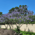 Vitex, Chaste Tree - Texas Lilac (Vitex agnus - castus) - 20 Seeds seed packet from Seed Therapy – American - grown, heirloom seeds