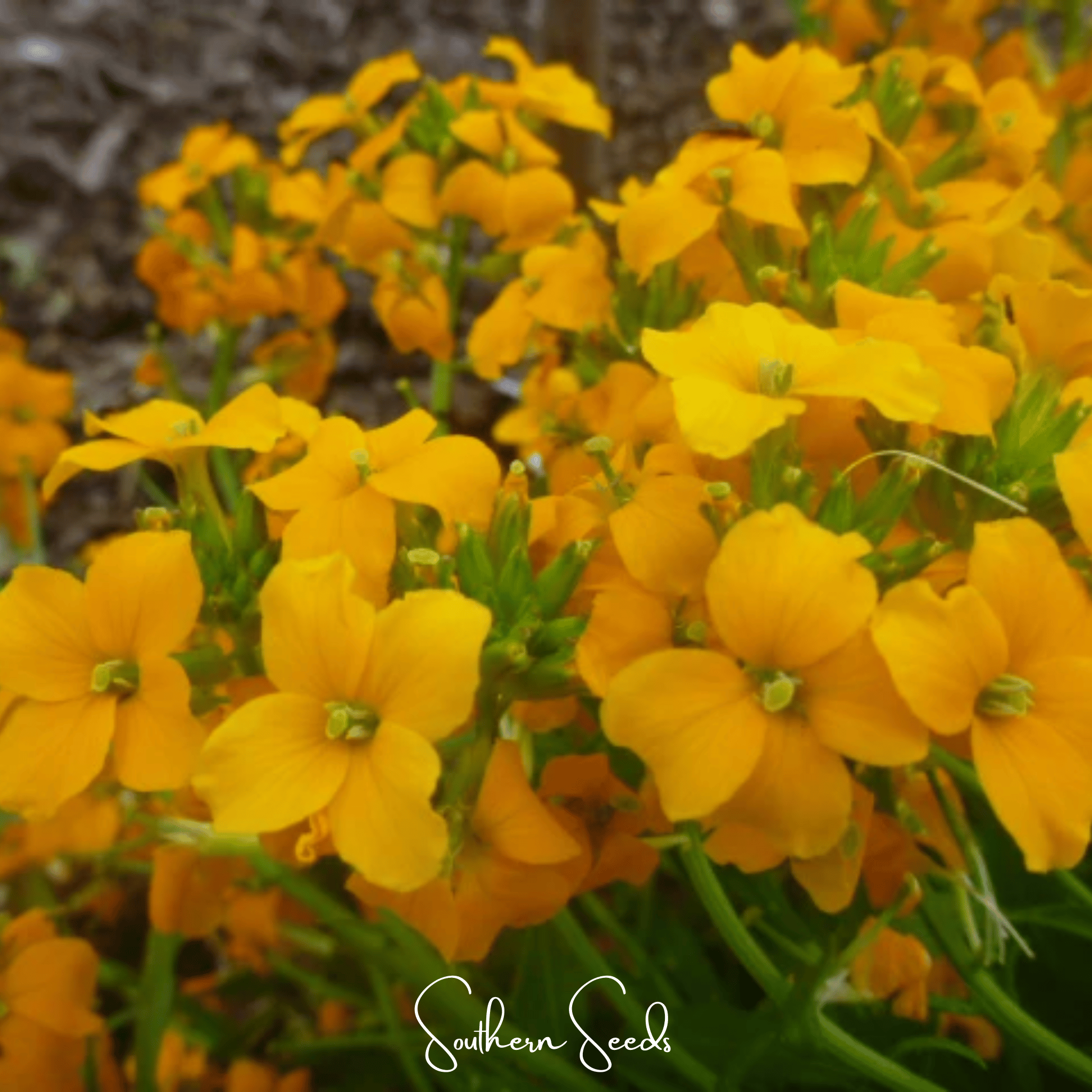Wallflower, Siberian (Cheiranthus allionii) - 250 Seeds seed packet from Seed Therapy – American - grown, heirloom seeds