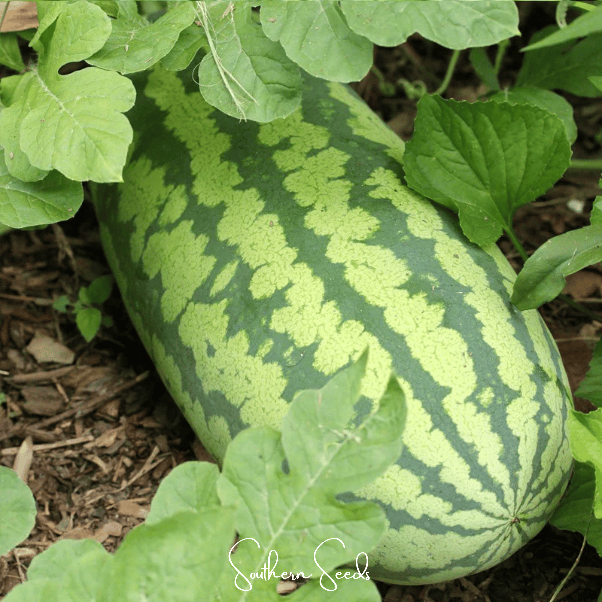 Watermelon, Congo (Citrullus lanatus) - 25 Seeds seed packet from Seed Therapy – American - grown, heirloom seeds
