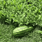 Watermelon, Congo (Citrullus lanatus) - 25 Seeds seed packet from Seed Therapy – American - grown, heirloom seeds