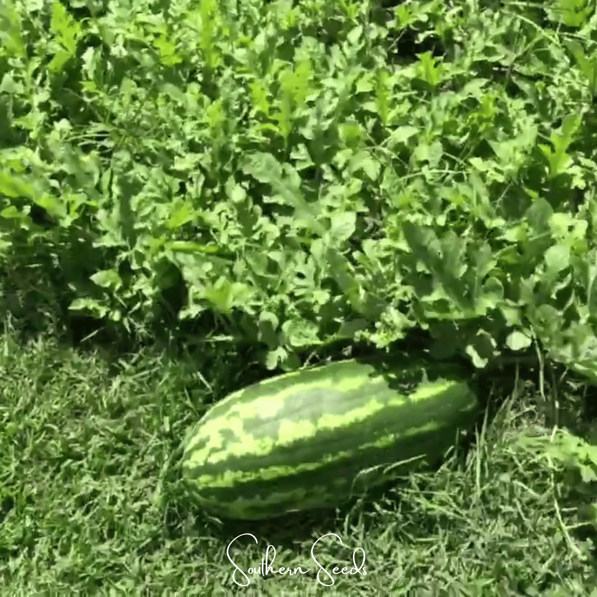Watermelon, Congo (Citrullus lanatus) - 25 Seeds seed packet from Seed Therapy – American - grown, heirloom seeds