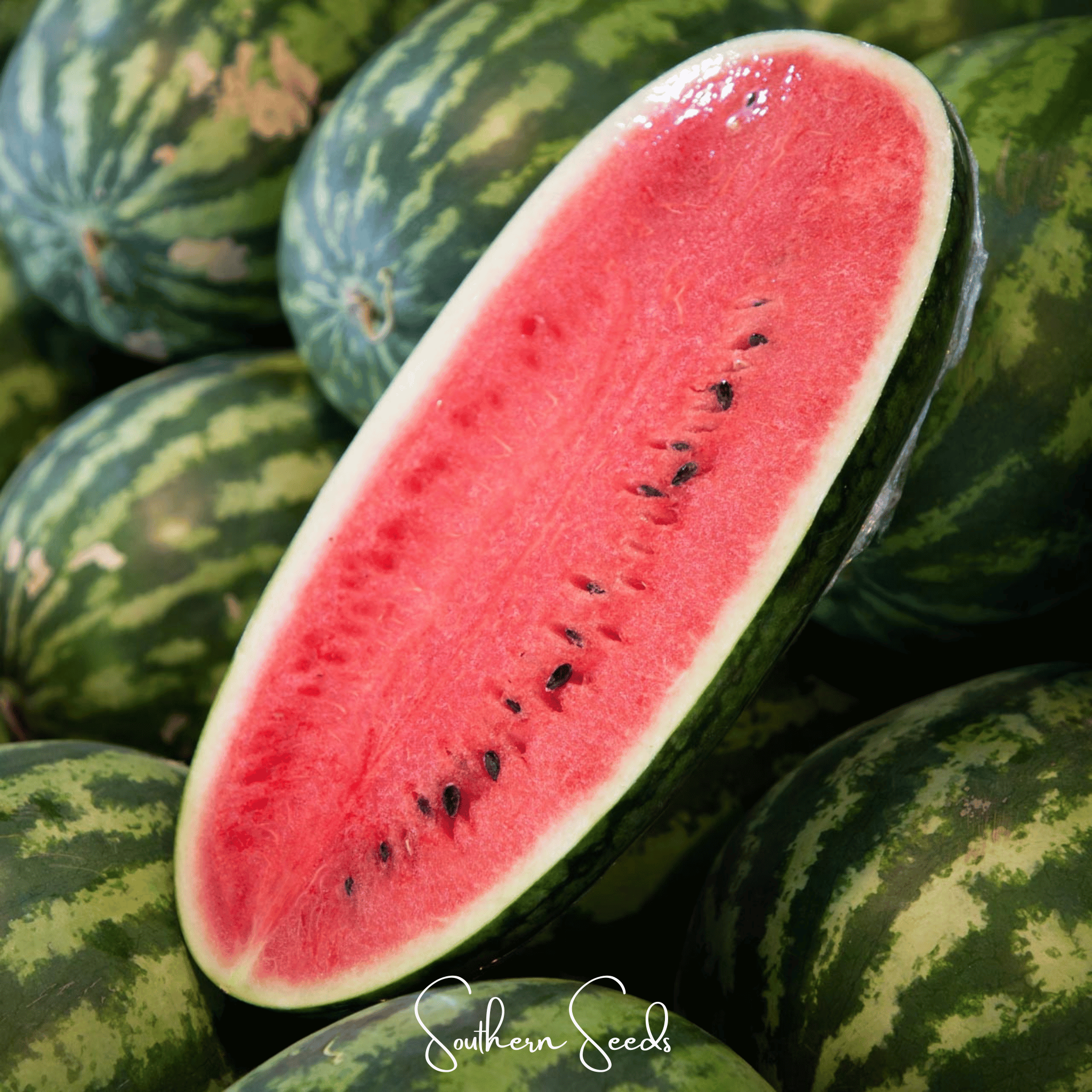 Watermelon, Congo (Citrullus lanatus) - 25 Seeds seed packet from Seed Therapy – American - grown, heirloom seeds