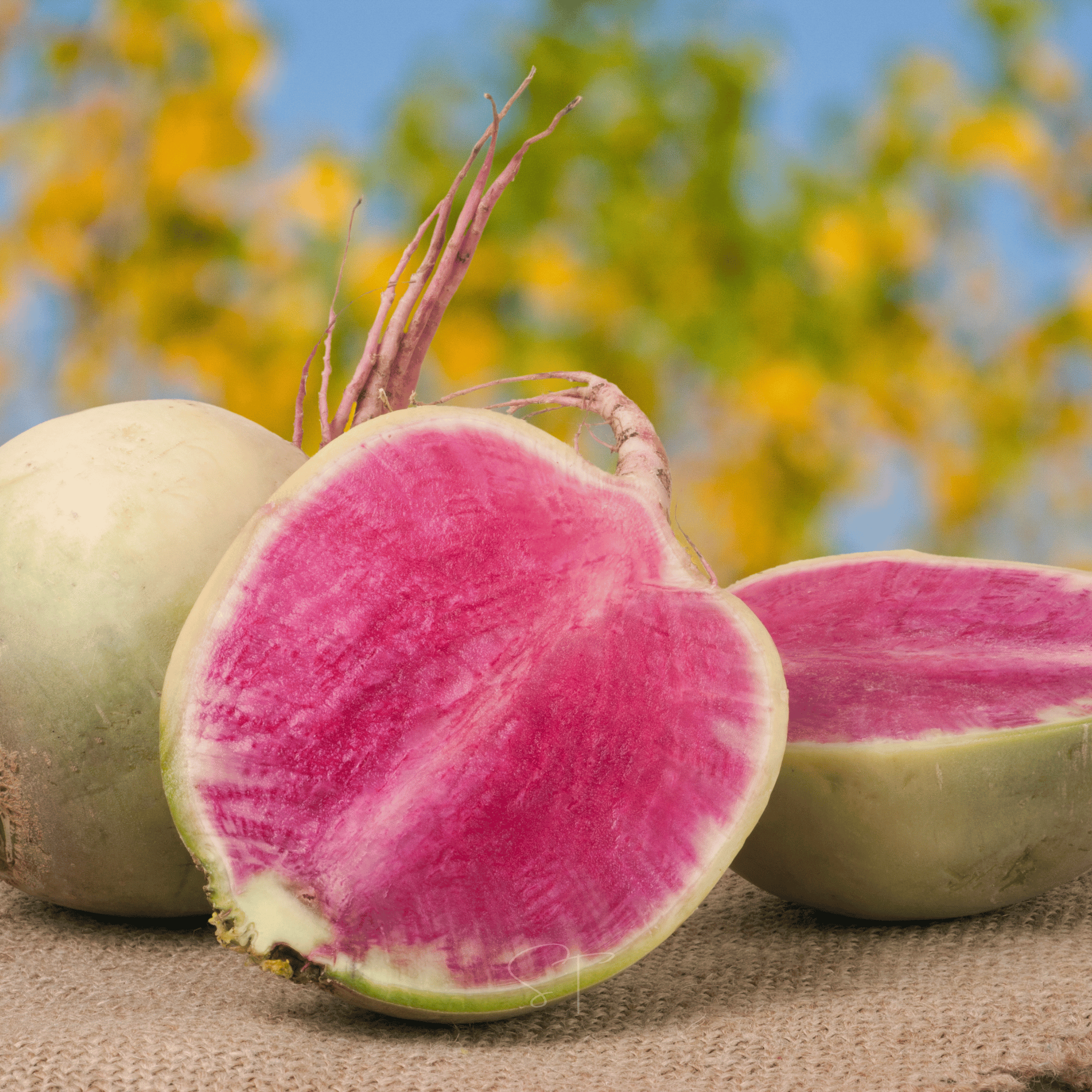 Watermelon Radish – 50 Seeds seed packet from Seed Therapy – American - grown, heirloom seeds