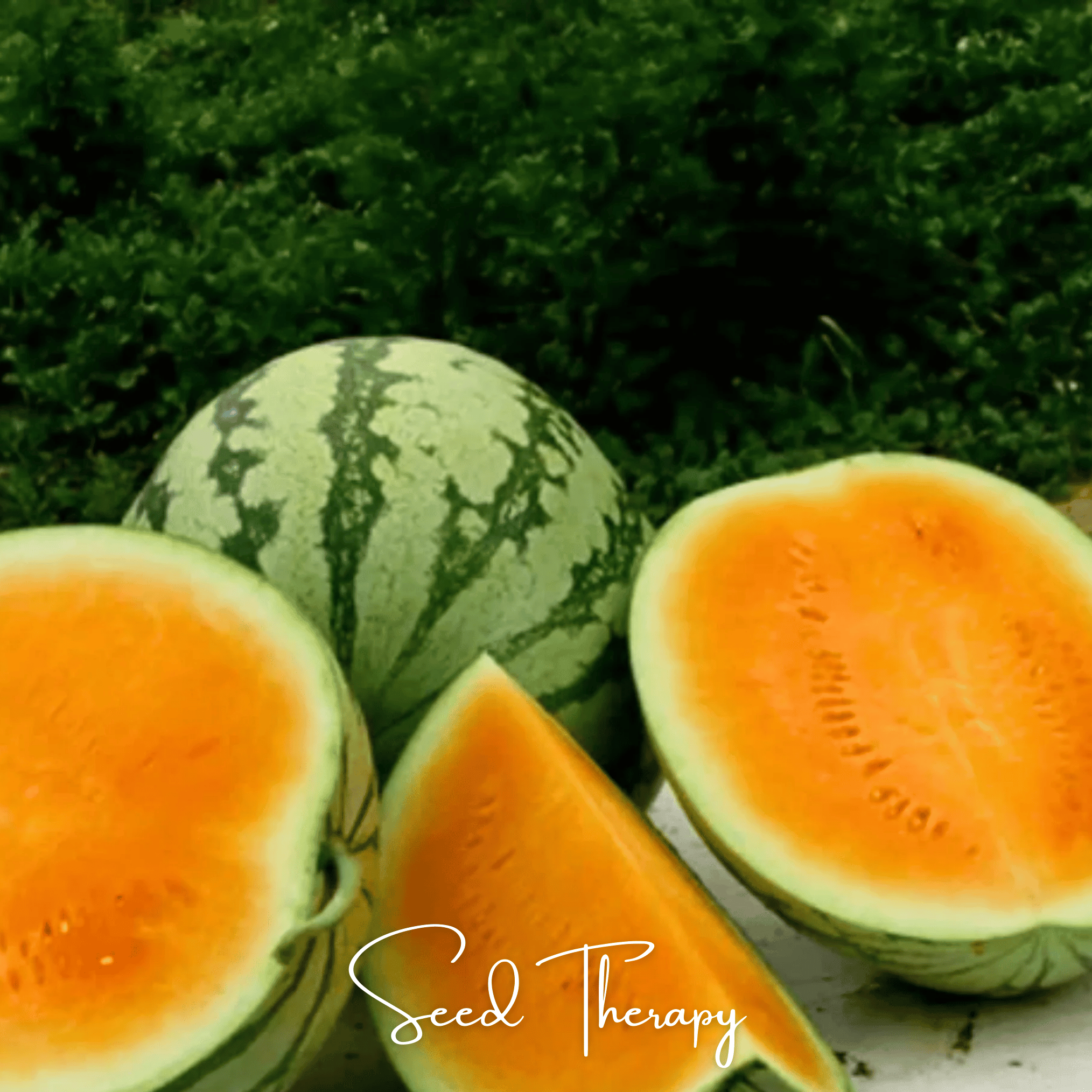 Watermelon, Tendersweet Orange (Citrullus lanatus) - 25 Seeds seed packet from Seed Therapy – American - grown, heirloom seeds