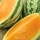 Watermelon, Tendersweet Orange (Citrullus lanatus) - 25 Seeds seed packet from Seed Therapy – American - grown, heirloom seeds