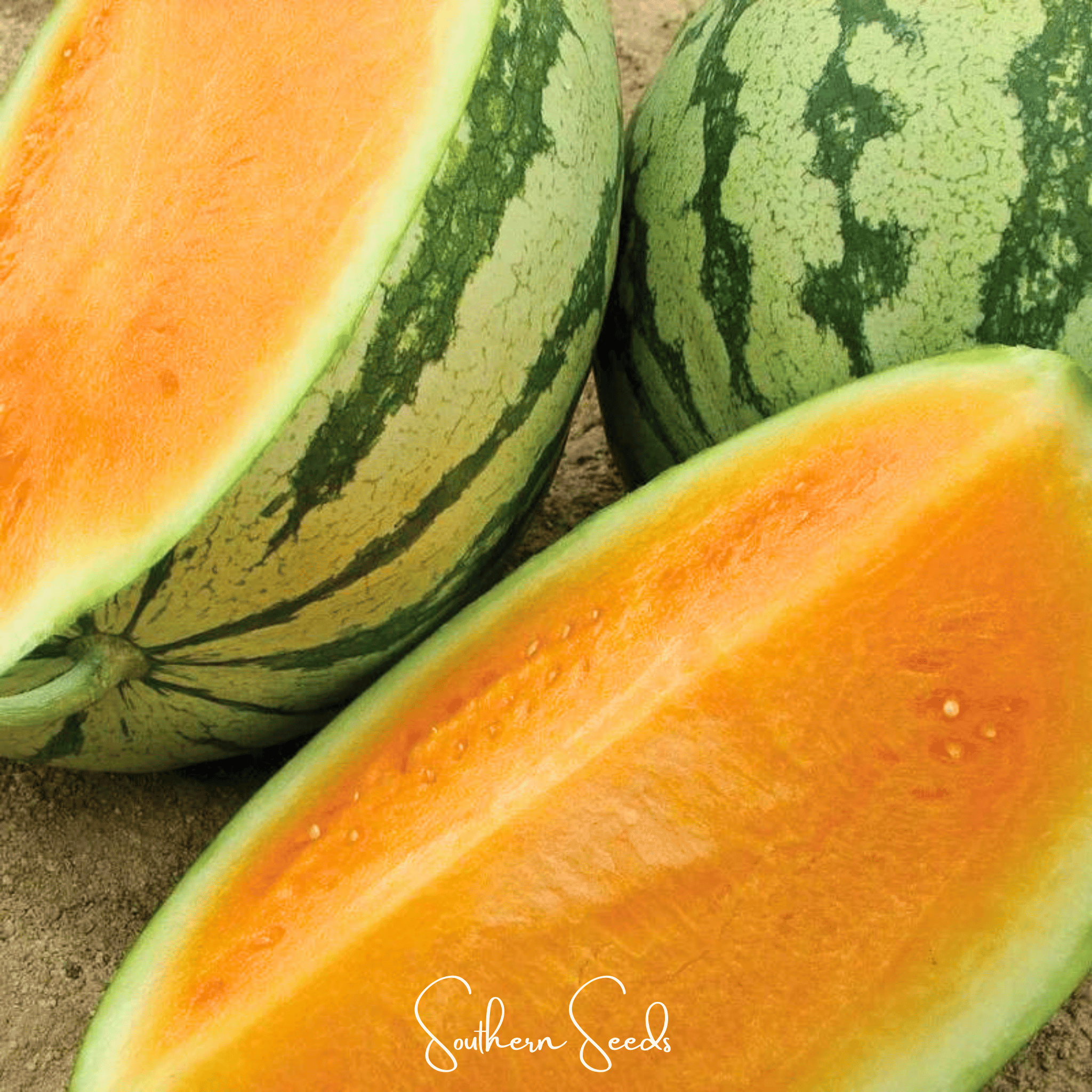 Watermelon, Tendersweet Orange (Citrullus lanatus) - 25 Seeds seed packet from Seed Therapy – American - grown, heirloom seeds
