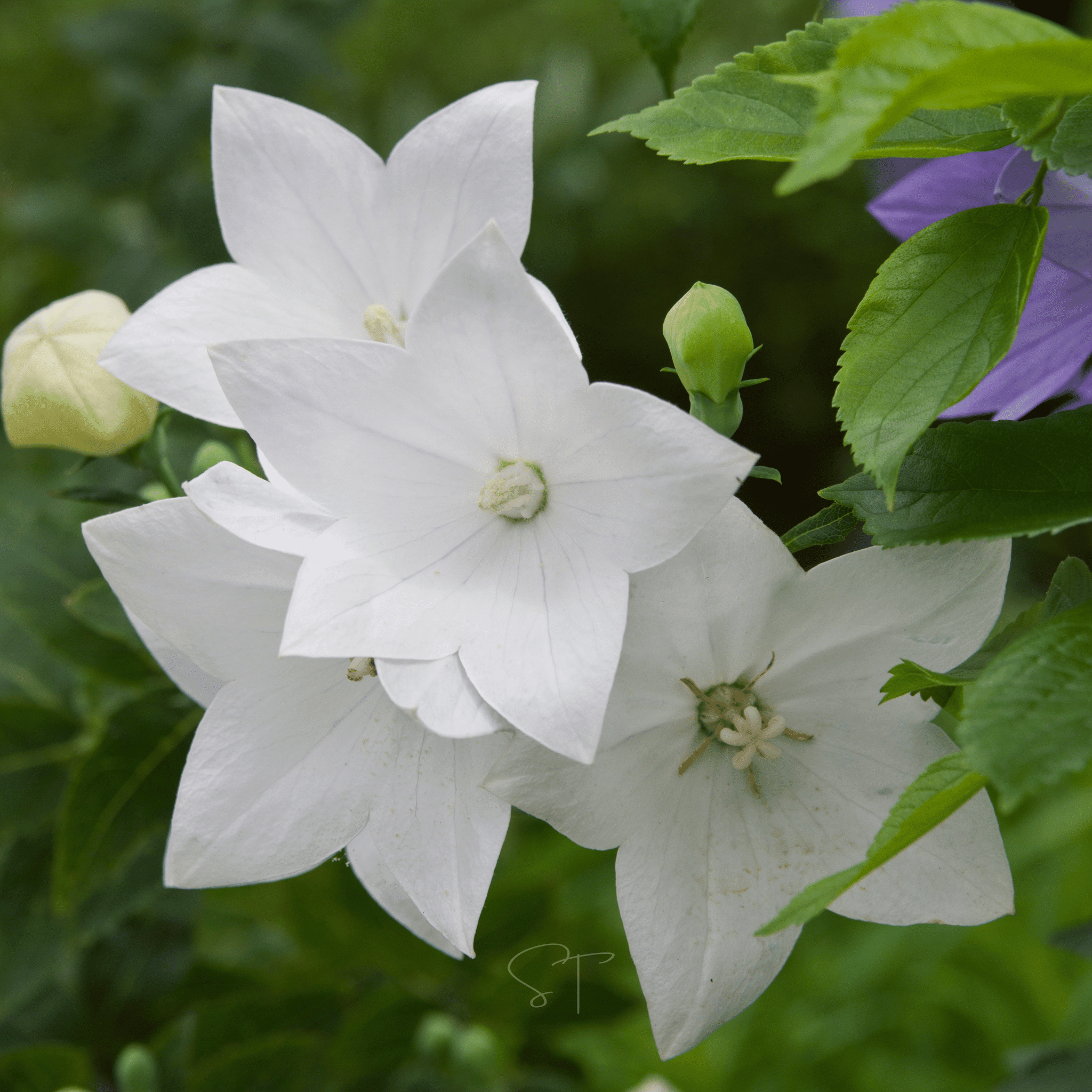 White Balloon Flower – 50 Seeds seed packet from Seed Therapy – American - grown, heirloom seeds